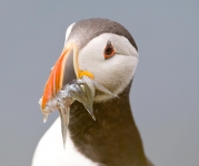 Atlantic Puffin (Tom McDonnell)